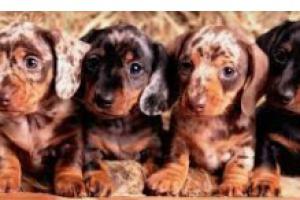 Mascotas Sin datos  Mascotas